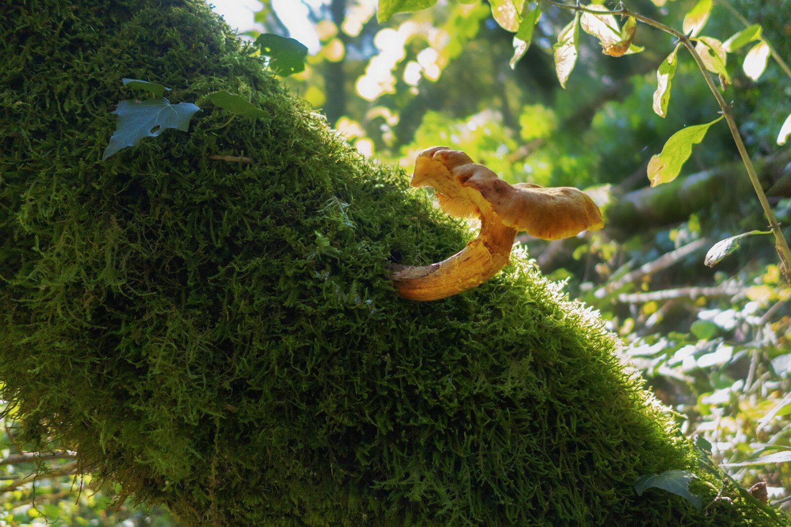 An orange snake crawling on a mossy tree branch