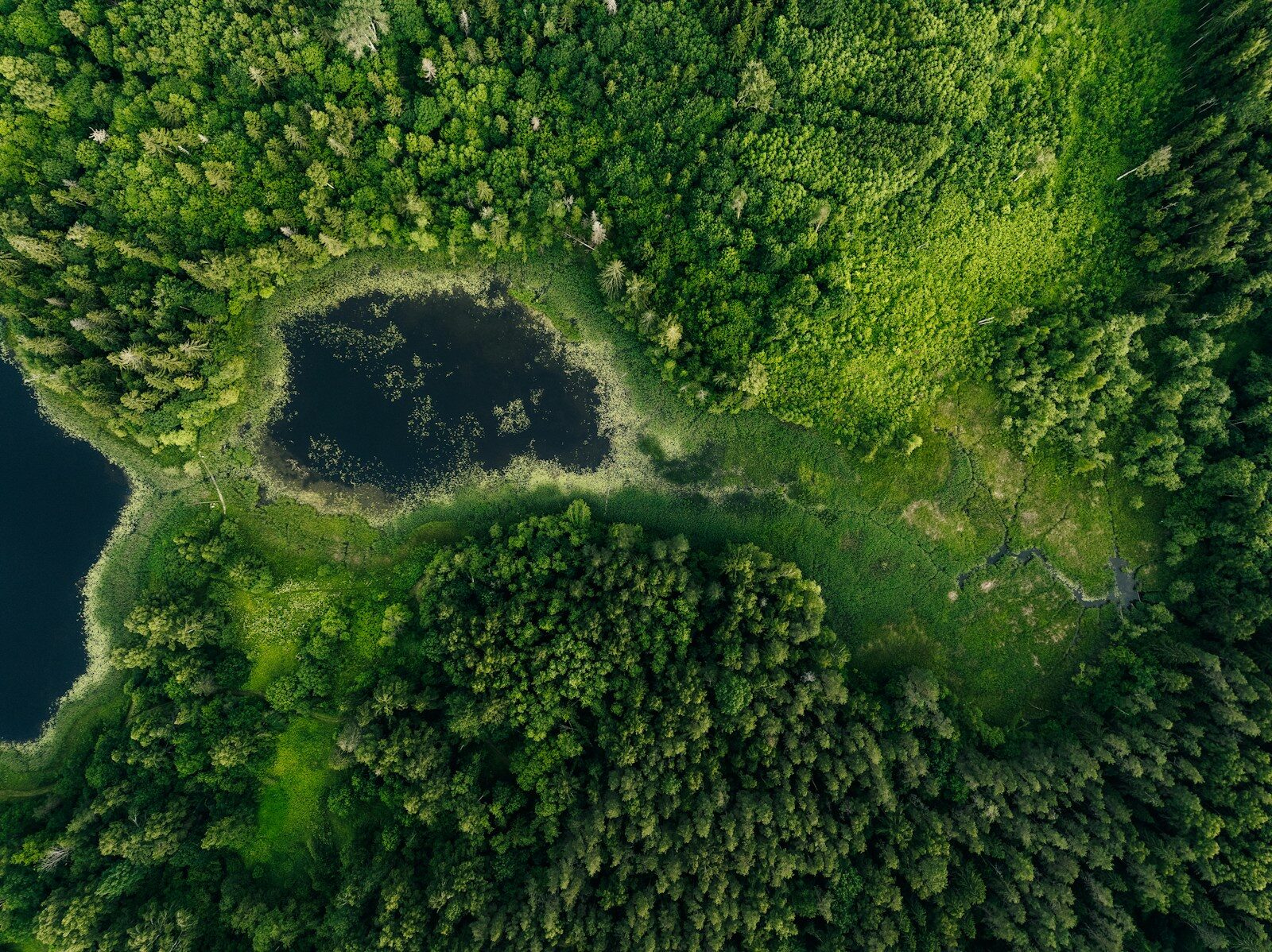 Dark lake surrounded by vibrant green forest, aerial view.