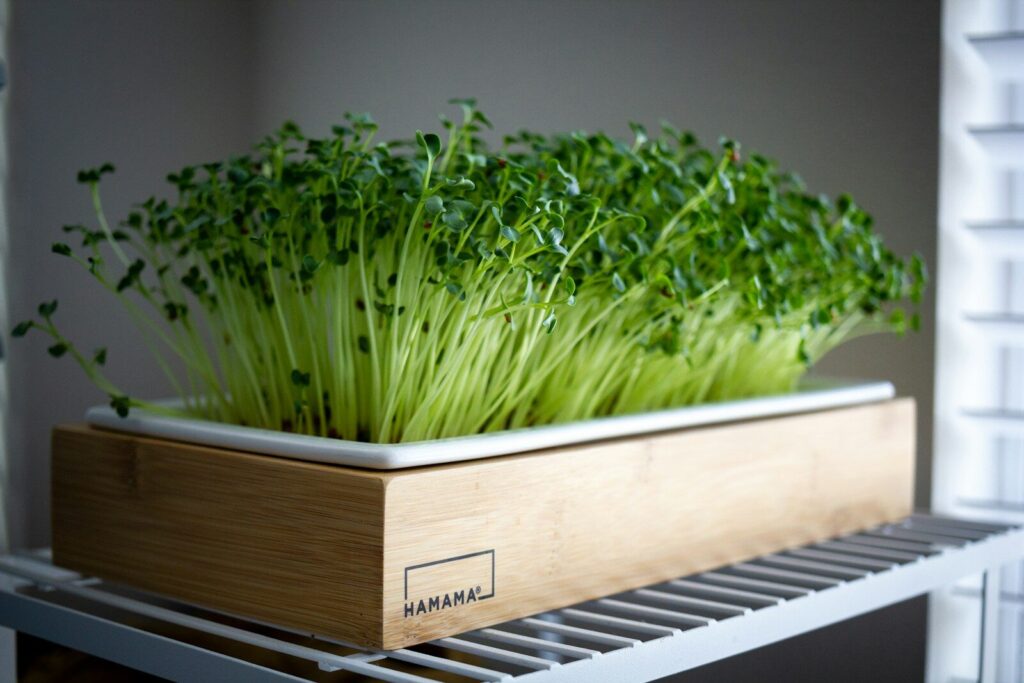 micro pousse Microgreen