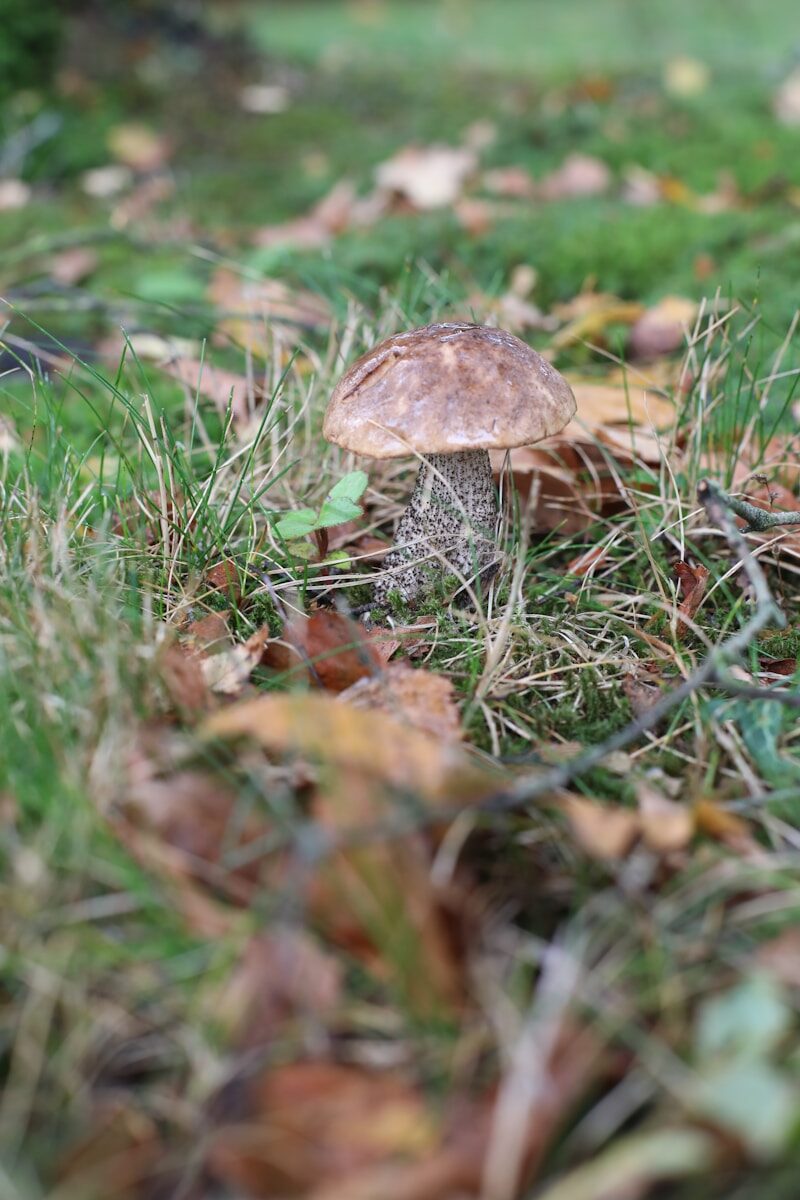 A single brown mushroom grows in grassy forest floor.